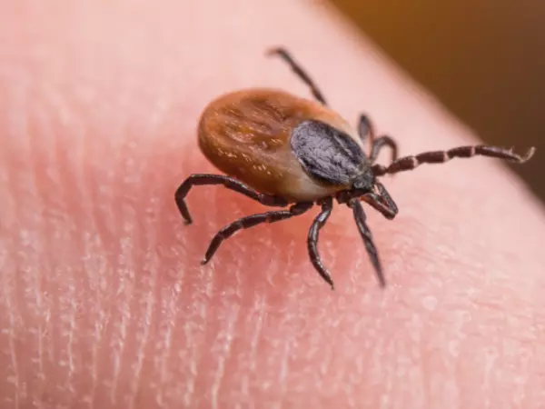 Deer tick and Lyme disease article image