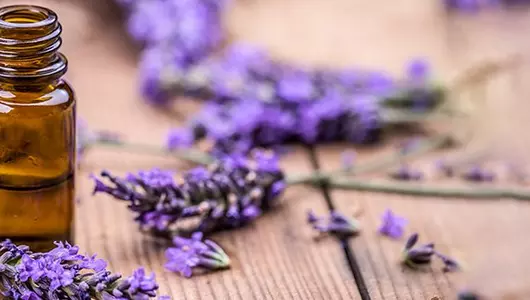 lavender essential oil